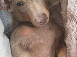 7 month old boy