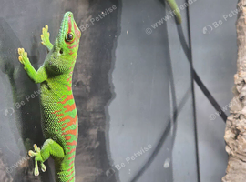 Proven pair Phelsuma Grandis