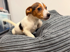 Jack Russell puppy