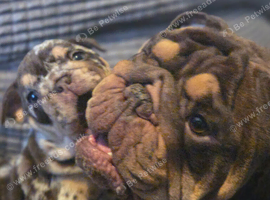 Bulldog