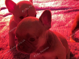 Lilac/cream,platinum & fawn frenchie puppies