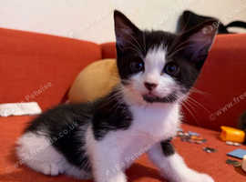 Kittens