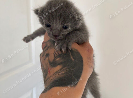 Russian blue cross domestic