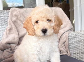 Gorgeous F1B Cockapoo puppies ready now