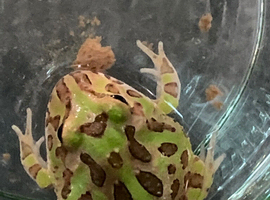 Pac-Man (Horned) Frog babies cb26