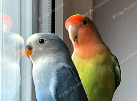 4 Beautiful healthy breeding lovebirds