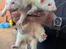 2Jill ferrets