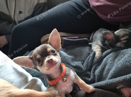 2 chihuahua puppies