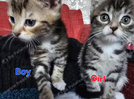 Beautiful kittens!