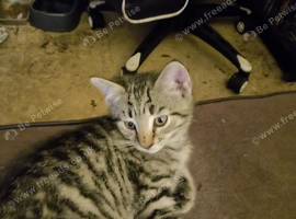 4 beautiful kittens looking for new adventures.
