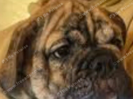 Wanted, English or Old Tyme Brindle Bulldog