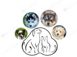 &pound;15 MICROCHIPPING