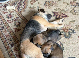 Championed Border Terrier Puppies Available