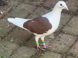 Saddle racing pigeons