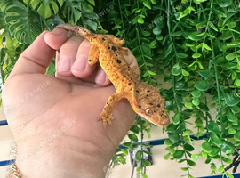 Super Dalmatian&rsquo;s Crested Geckos
