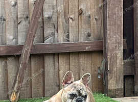 Male French bulldog stud