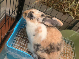 Mini Lop Boys