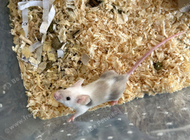 Fancy mice baby females
