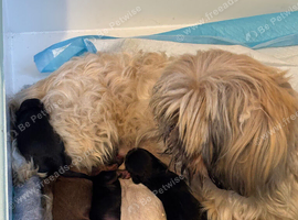 Maltipoo x Shihtzu