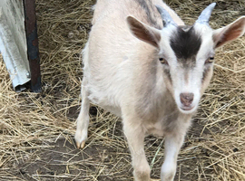 Dwarf dairy buck x golden guernsey