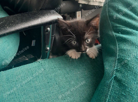 Black and white kittens