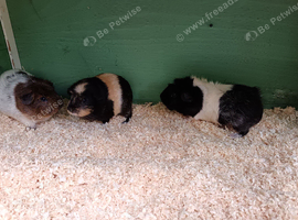 3 female guinea pigs