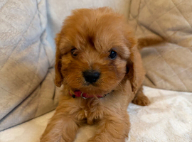 F1 Cavapoo Puppies for sale