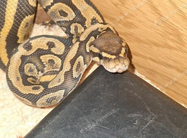 PENNY - Royal Ball Python (morphs present but unknown)