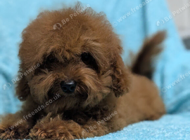 Adorable Asian red toy poodles