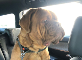 Loving 3-Year-Old Female Dogue de Bordeaux &ndash; Rehoming Due to Urgent House Move