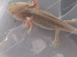 Baby axolotl 3 left wild type