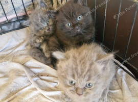 British short haired cross kittens for sale