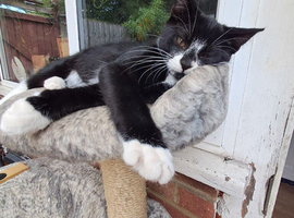 Two kittens  for sale