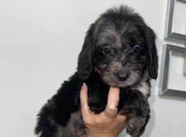 F1 cockapoo puppies health tested parent