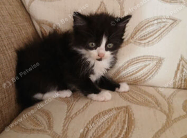 Kittens
