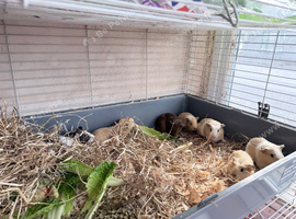 Baby guinea pigs