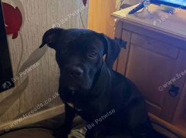 cane corso cross