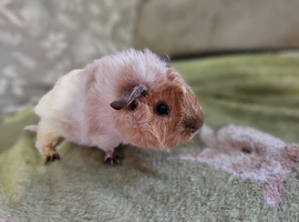 Funky cali baby boy guinea pig