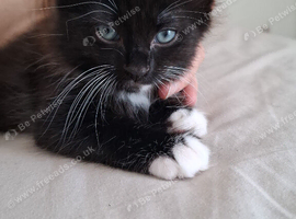 Half Persian kittens