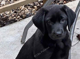 Male Labrador retriever