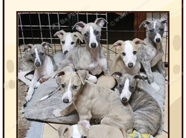 Wanted: Whippet Puppy to join our family