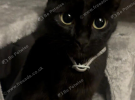 Five beautiful kittens looking for their forever homes