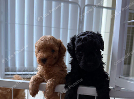 You poodles