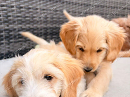 Beautiful cockapoo puppies for sale