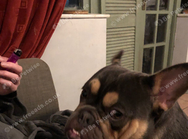 Loving & Affectionate Frenchie x Old English Bulldog Looking for His Forever Home ️