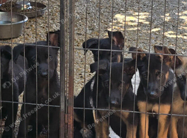 Belgian Malinois Puppies KNPV READY NOW