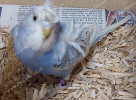 Stunning Exotic Budgie Pair | Fully Bonded & Beautifully Unique