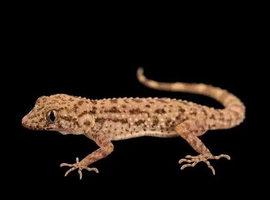 Cyrtopodion scabrum, rough-tailed gecko