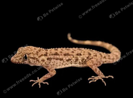 TRADE FOR TARANTULAS Cyrtopodion scabrum, rough-tailed gecko and 1 male crested gecko