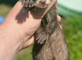 part angora ferret kits